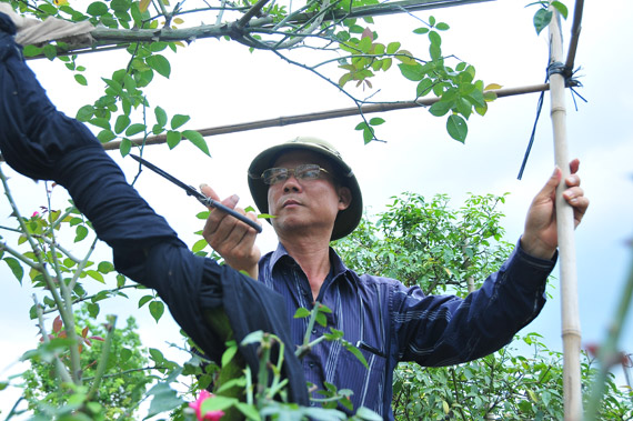 Làng này ở Hưng Yên, nhà nào trồng hoa hồng cổ đều giàu lên trông thấy, thương lái đến tấp nập - Ảnh 13.