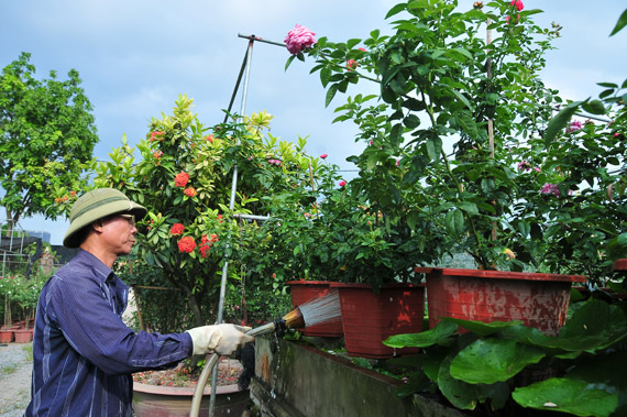 Làng này ở Hưng Yên, nhà nào trồng hoa hồng cổ đều giàu lên trông thấy, thương lái đến tấp nập - Ảnh 14.