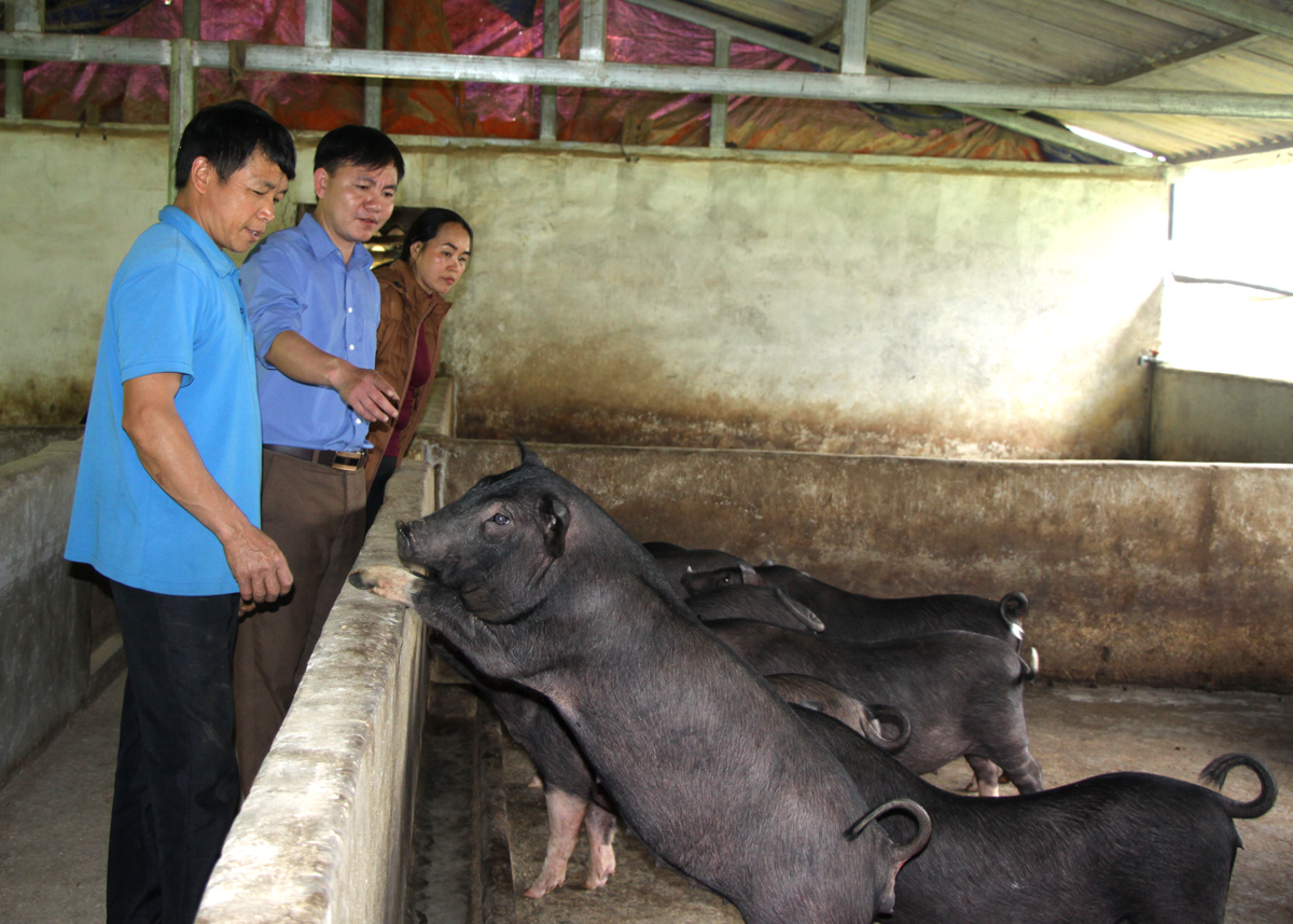 Hà Giang: Nông dân Quản Bạ thi đua sản xuất kinh doanh giỏi, có nông dân nuôi lợn đen đặc sản thu lãi 200 triệu/năm - Ảnh 1.