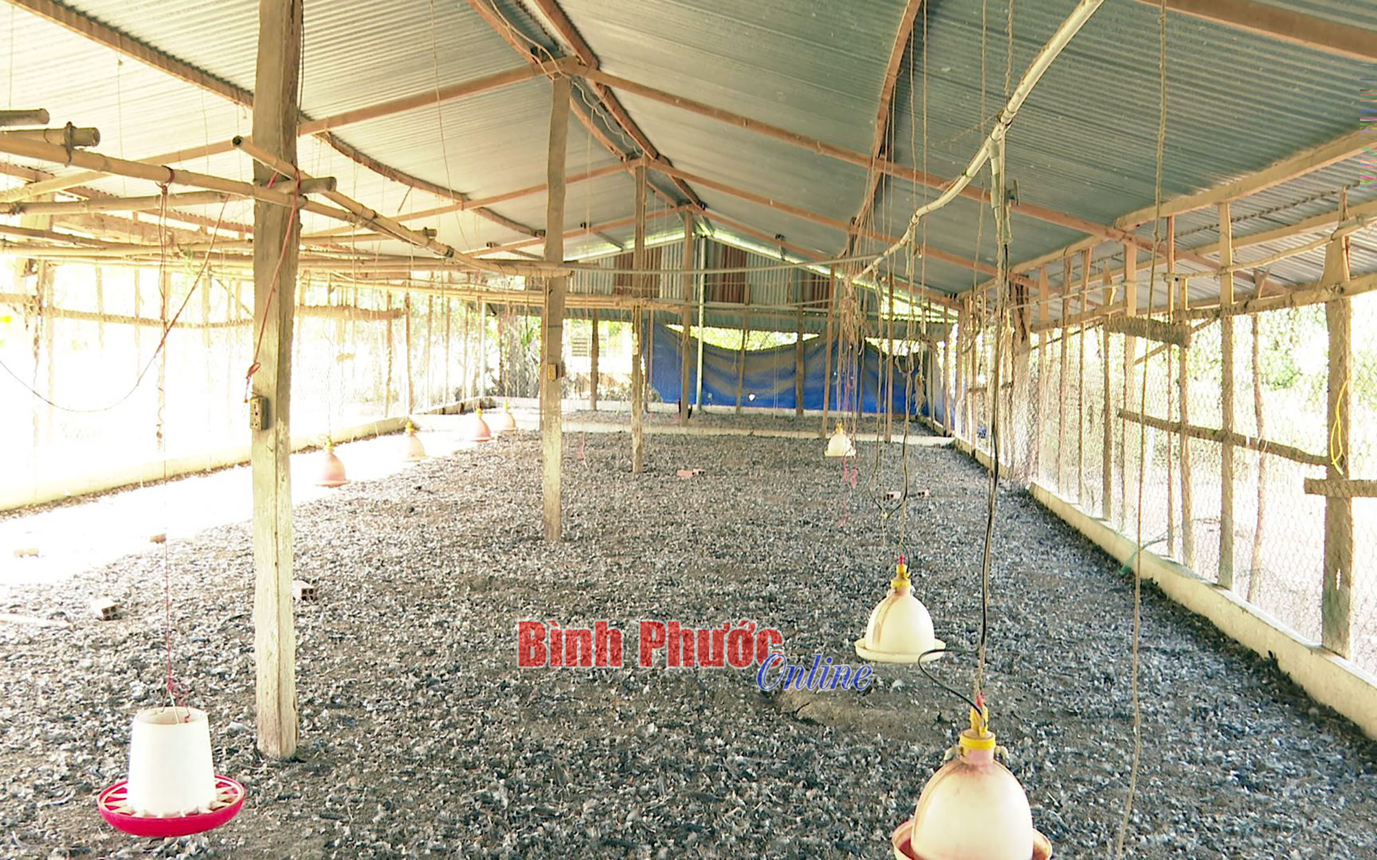 &quot;Dịch bỏ hoang chuồng trại&quot; từ nuôi heo lang sang nuôi gà ở Bình Phước, nông dân kêu nuôi lỗ nuôi làm  - Ảnh 1.