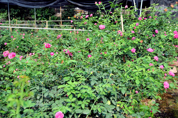 Làng này ở Hưng Yên, nhà nào trồng hoa hồng cổ đều giàu lên trông thấy, thương lái đến tấp nập - Ảnh 10.