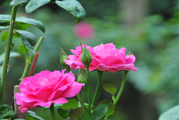Làng này ở Hưng Yên, nhà nào trồng hoa hồng cổ đều giàu lên trông thấy, thương lái đến tấp nập - Ảnh 8.