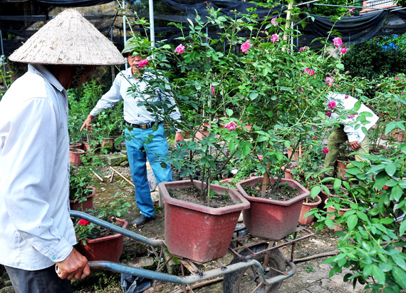 Làng này ở Hưng Yên, nhà nào trồng hoa hồng cổ đều giàu lên trông thấy, thương lái đến tấp nập - Ảnh 12.