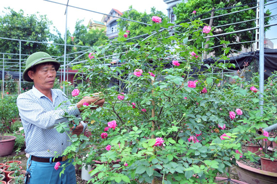 Làng này ở Hưng Yên, nhà nào trồng hoa hồng cổ đều giàu lên trông thấy, thương lái đến tấp nập - Ảnh 2.