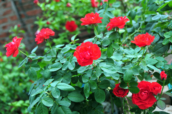 Làng này ở Hưng Yên, nhà nào trồng hoa hồng cổ đều giàu lên trông thấy, thương lái đến tấp nập - Ảnh 9.