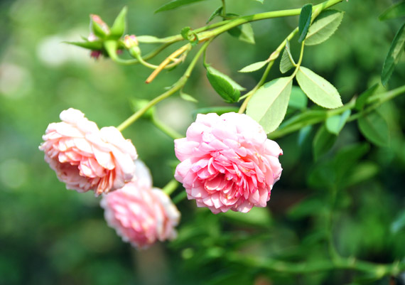 Làng này ở Hưng Yên, nhà nào trồng hoa hồng cổ đều giàu lên trông thấy, thương lái đến tấp nập - Ảnh 6.