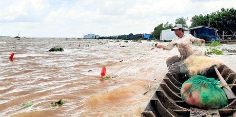 Dòng sông Cổ Chiên nổi tiếng đất Vĩnh Long, dân bơi thuyền tung lưới lùa bắt thứ &quot;cá nhà nghèo&quot; làm đặc sản - Ảnh 7.