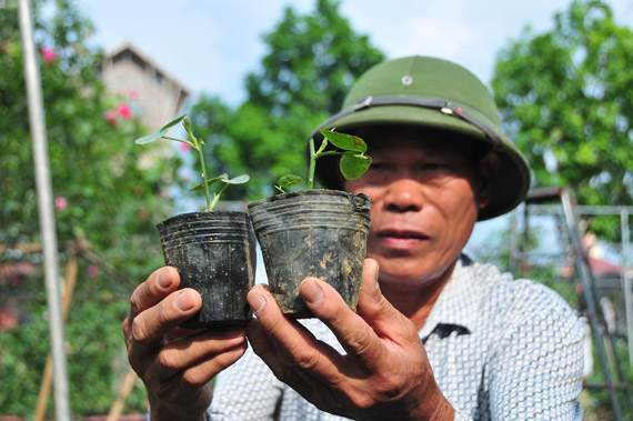 Làng này ở Hưng Yên, nhà nào trồng hoa hồng cổ đều giàu lên trông thấy, thương lái đến tấp nập - Ảnh 4.