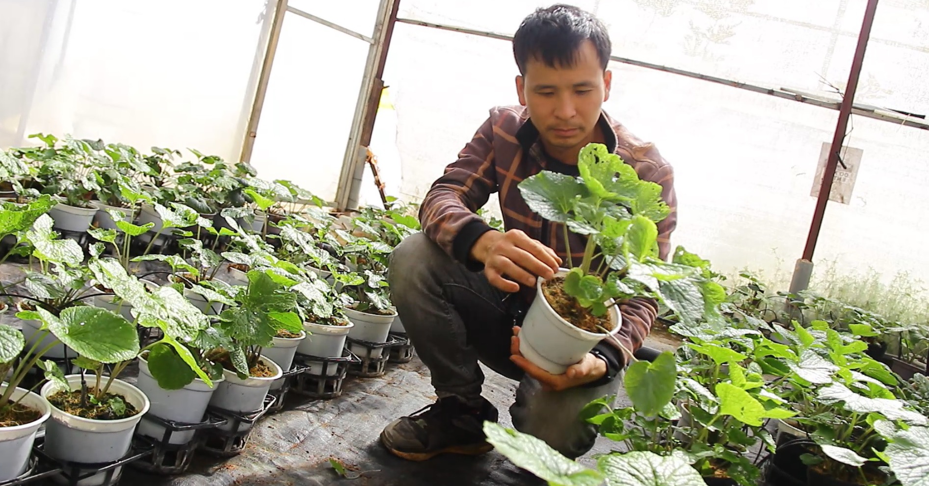 Trồng cây wasabi lạ, ăn vào sốc đến tận óc, anh nông dân Lâm Đồng nhổ củ bán 6 triệu đồng/kg