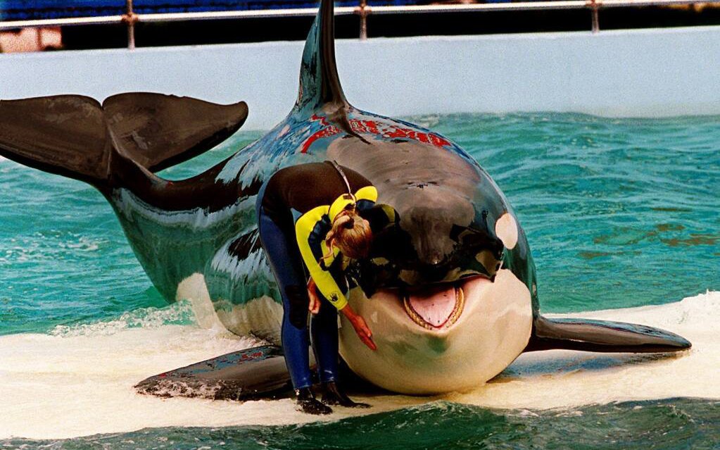 Killer whales are released back into the wild after being “captured