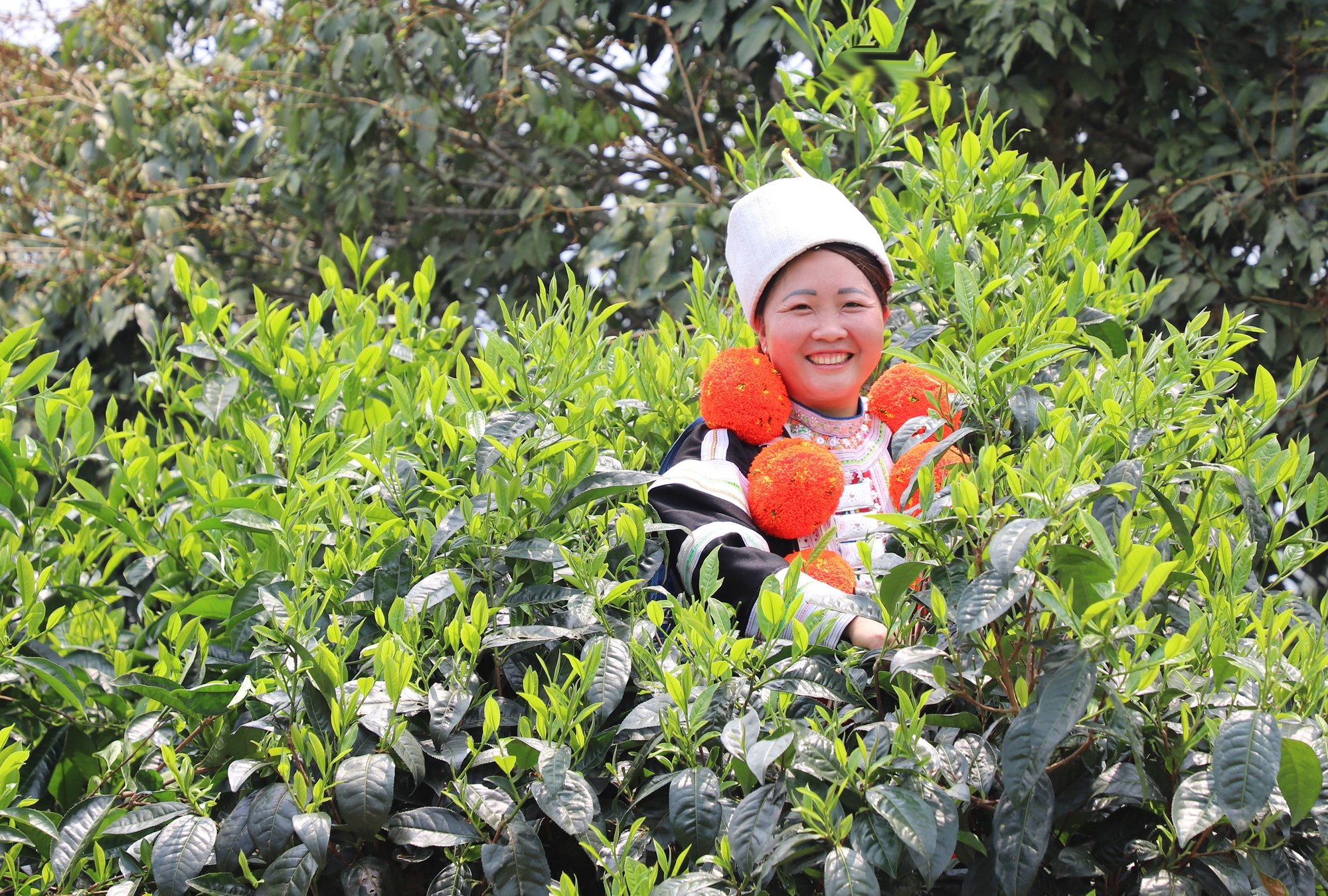 Hà Giang: Bảo hộ quyền sở hữu trí tuệ các đặc sản địa phương, tăng sức cạnh tranh cho nông sản - Ảnh 1.