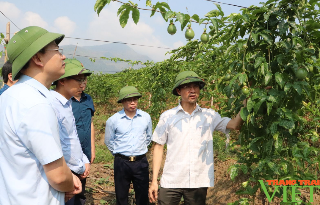 Phong Thổ: Đạt nhiều kết quả mới trong lĩnh vực nông nghiệp - Ảnh 4.
