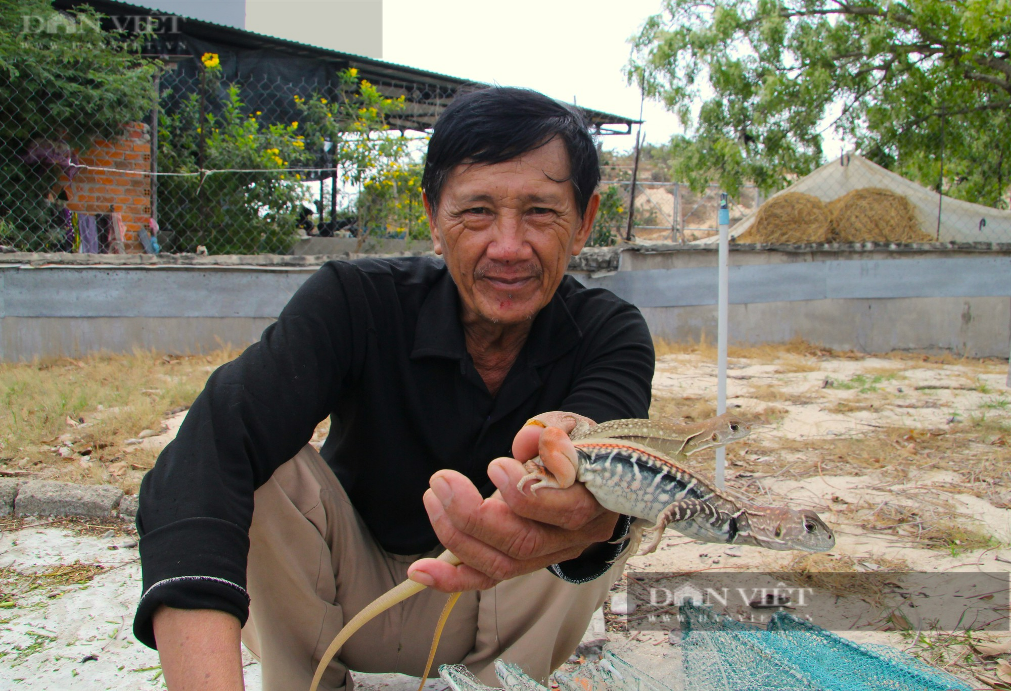 Nuôi “tiểu khủng long” trên đồi cát, nông dân Ninh Thuận thu nhập ngon lành - Ảnh 1.