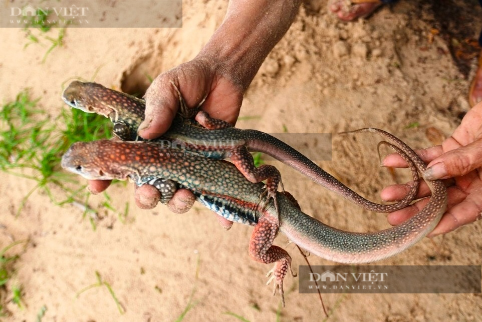 Nuôi “tiểu khủng long” trên đồi cát, nông dân Ninh Thuận thu nhập ngon lành - Ảnh 4.