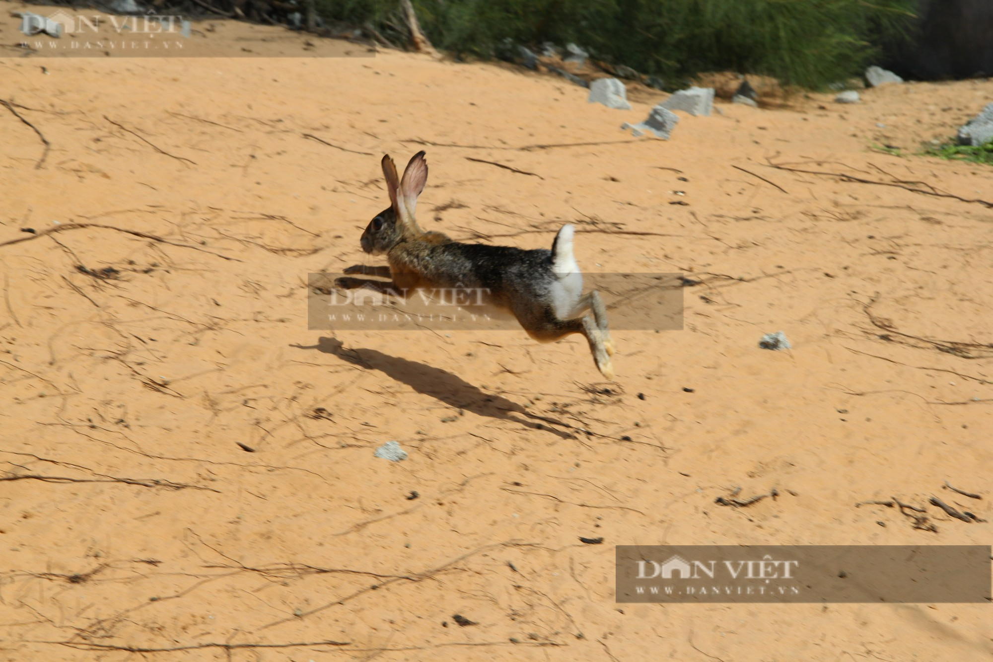 Nuôi “tiểu khủng long” trên đồi cát, nông dân Ninh Thuận thu nhập ngon lành - Ảnh 8.