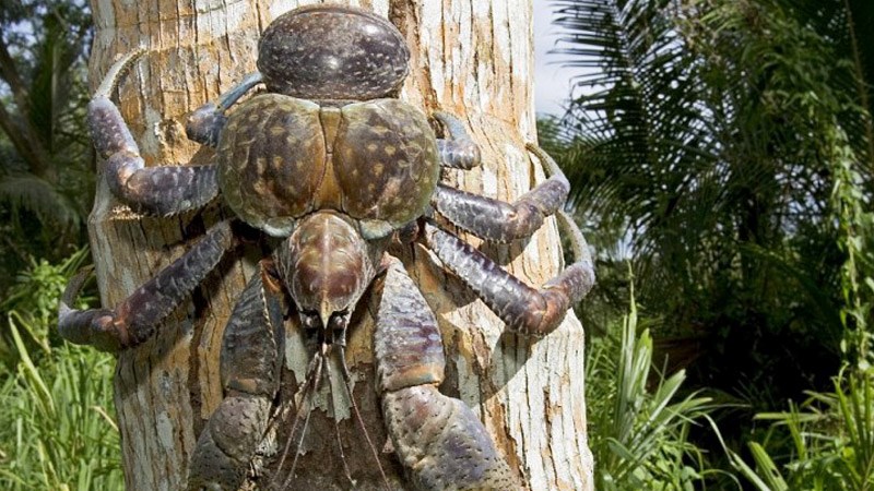 Loài cua &quot;quái vật&quot; có 2 càng to tổ chảng, chỉ thích sống trên cây dừa, ở Việt Nam giá 7 triệu đồng/kg - Ảnh 2.