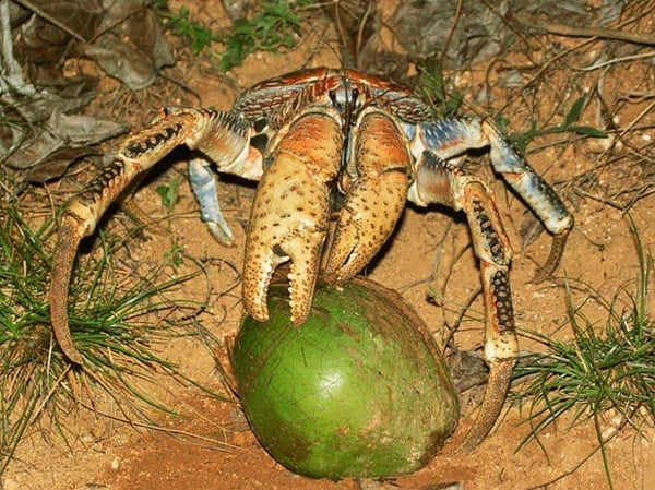 Loài cua &quot;quái vật&quot; có 2 càng to tổ chảng, chỉ thích sống trên cây dừa, ở Việt Nam giá 7 triệu đồng/kg - Ảnh 3.