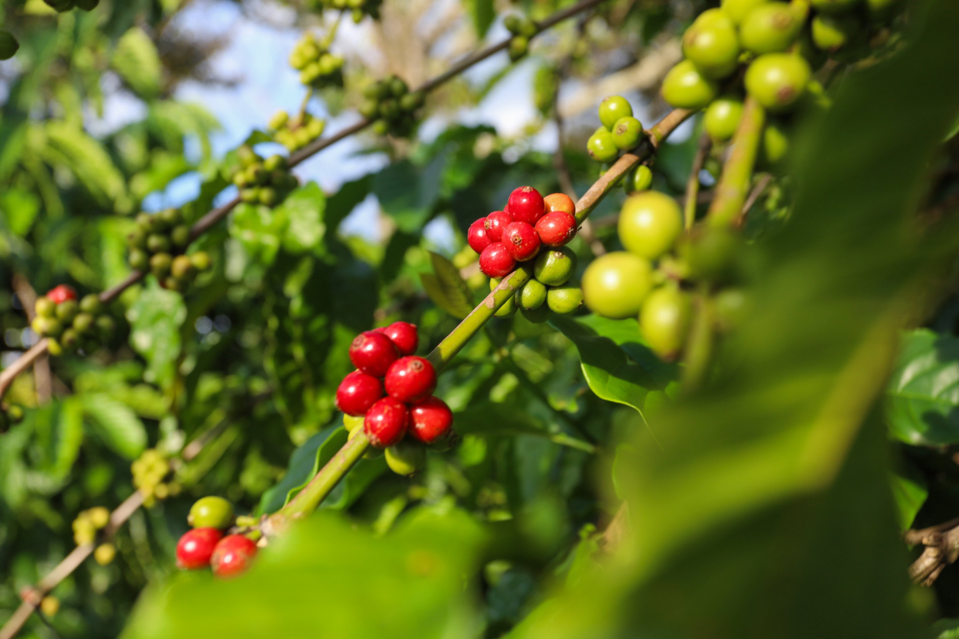 Lo thiếu hụt nguồn cung, giá cà phê hai sàn hồi phục, cà phê nội sắp chạm ngưỡng 52.000 đồng/kg - Ảnh 3.