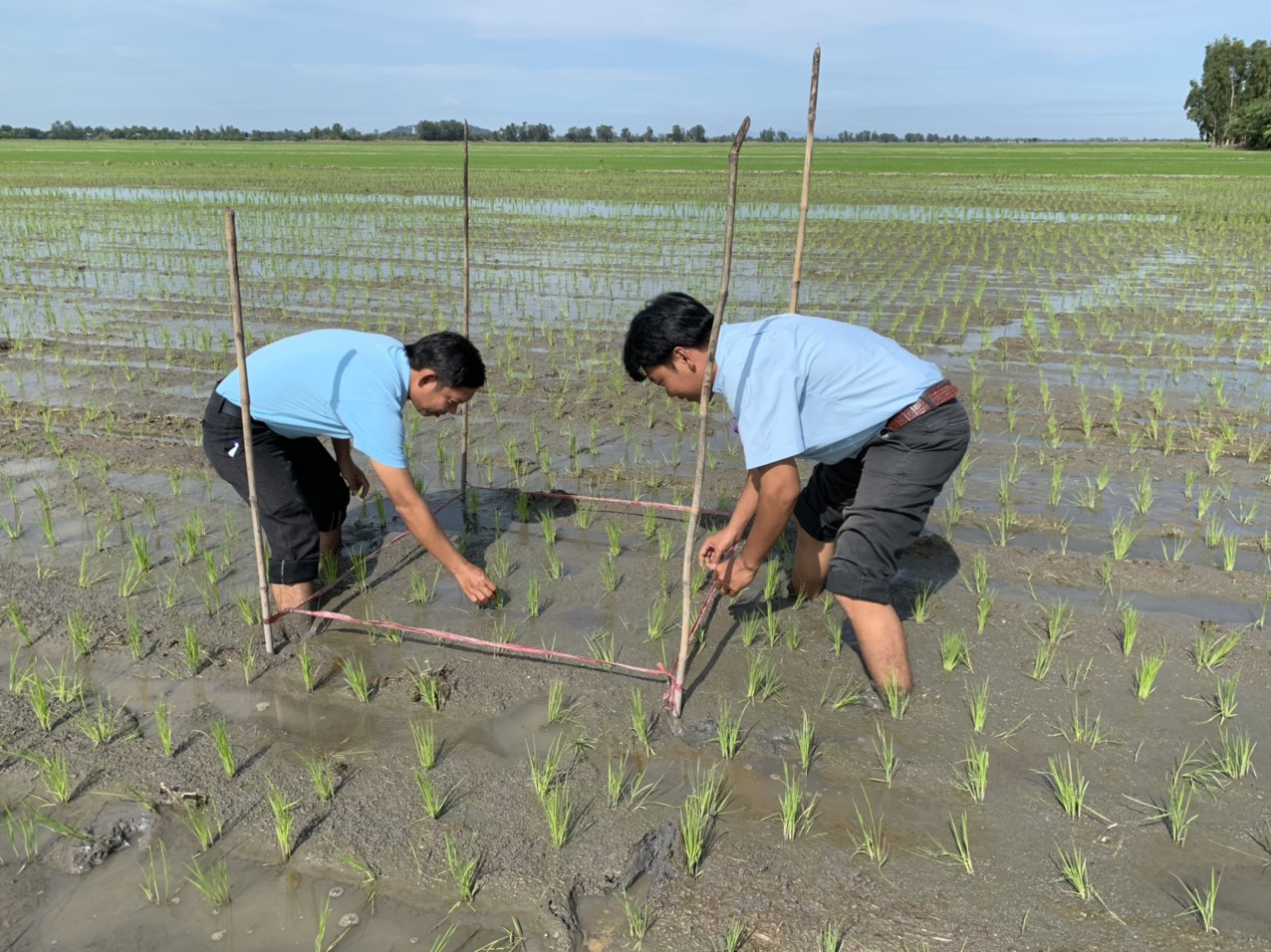 Bộ Công Thương nói nông dân trồng lúa lãi 100%: Chuyên gia chỉ rõ làm lúa rất khó - Ảnh 2.