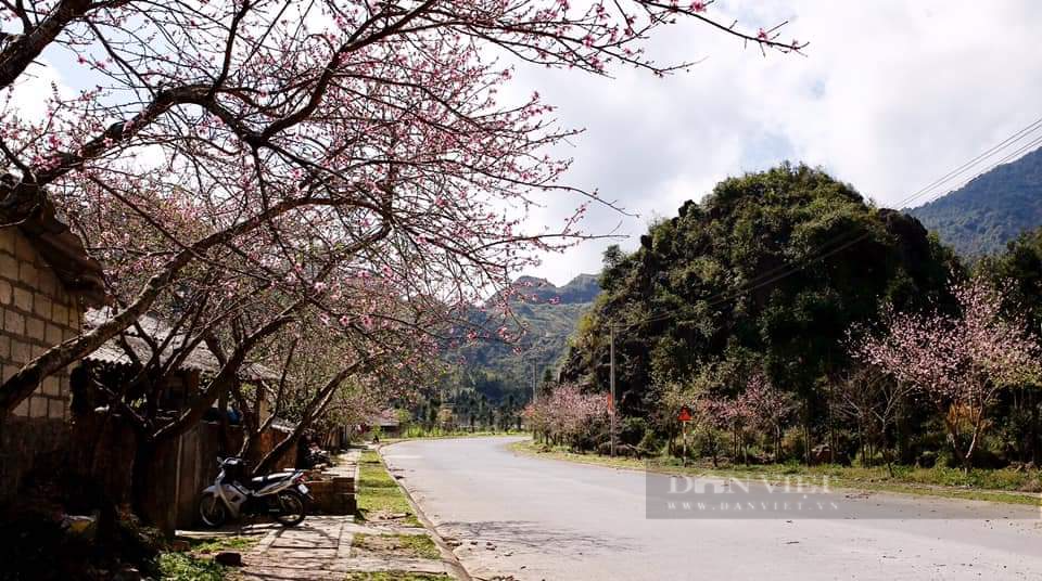 Loài hoa nở &quot;không kịp cản&quot;, đẹp mê li ở cạnh Đồn Biên phòng, ai thấy cũng trầm trồ không ngớt - Ảnh 11.