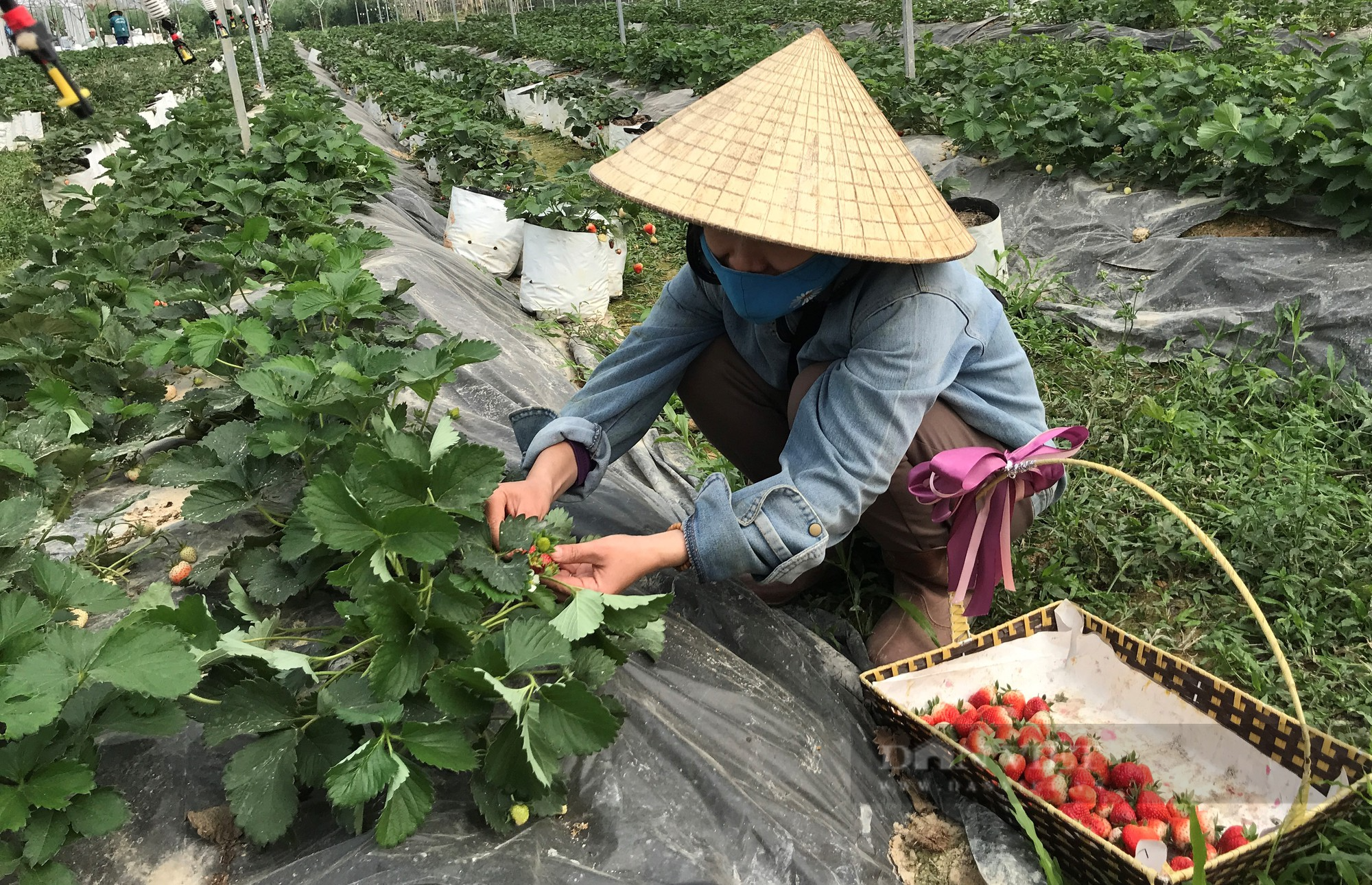 Nghệ An: Việt kiều về quê liều đầu tư gần 10 tỷ, quyết biến vùng đất khó thành nơi đẻ ra tiền - Ảnh 3.