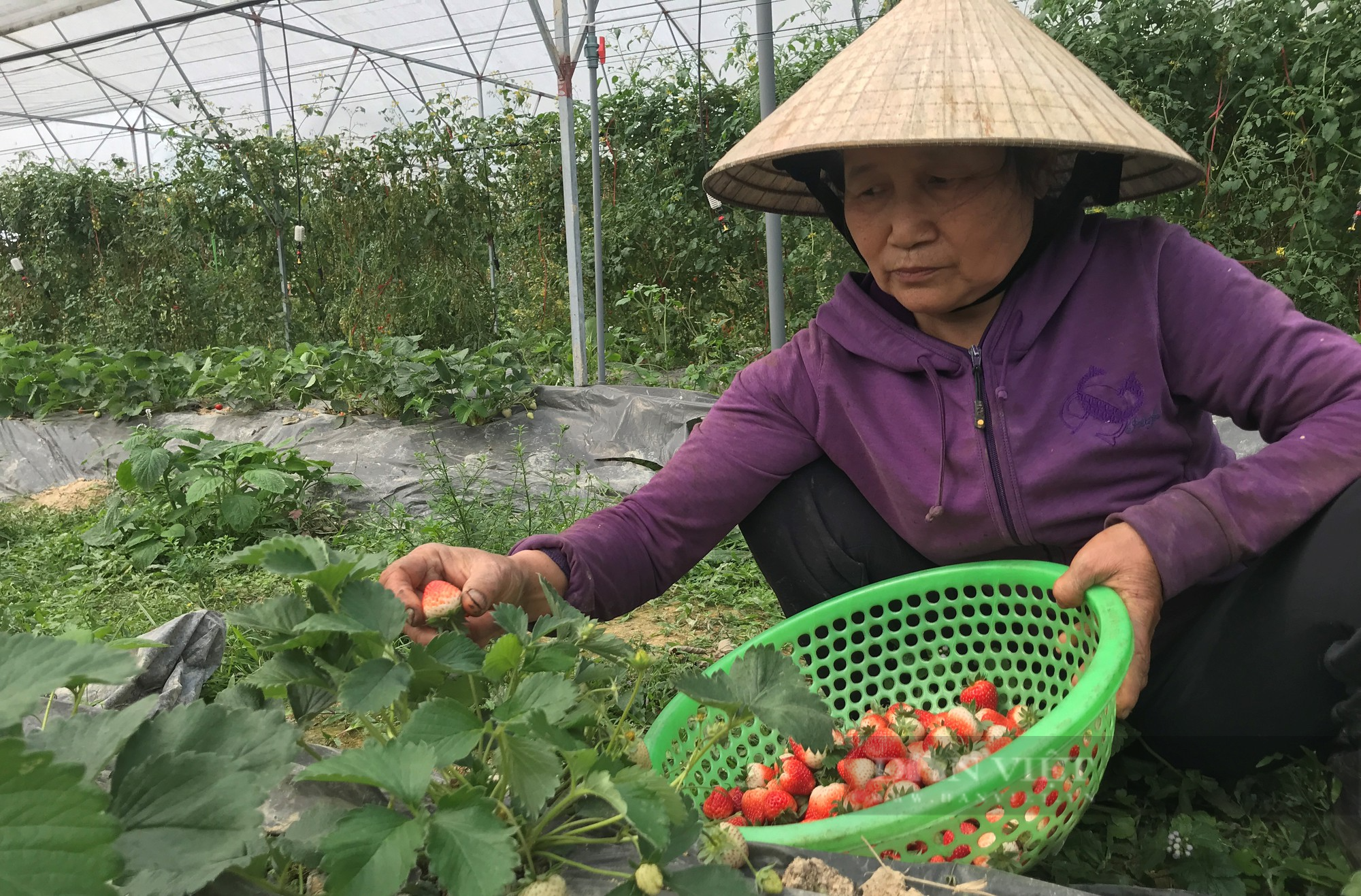 Nghệ An: Việt kiều về quê liều đầu tư gần 10 tỷ, quyết biến vùng đất khó thành nơi đẻ ra tiền - Ảnh 9.