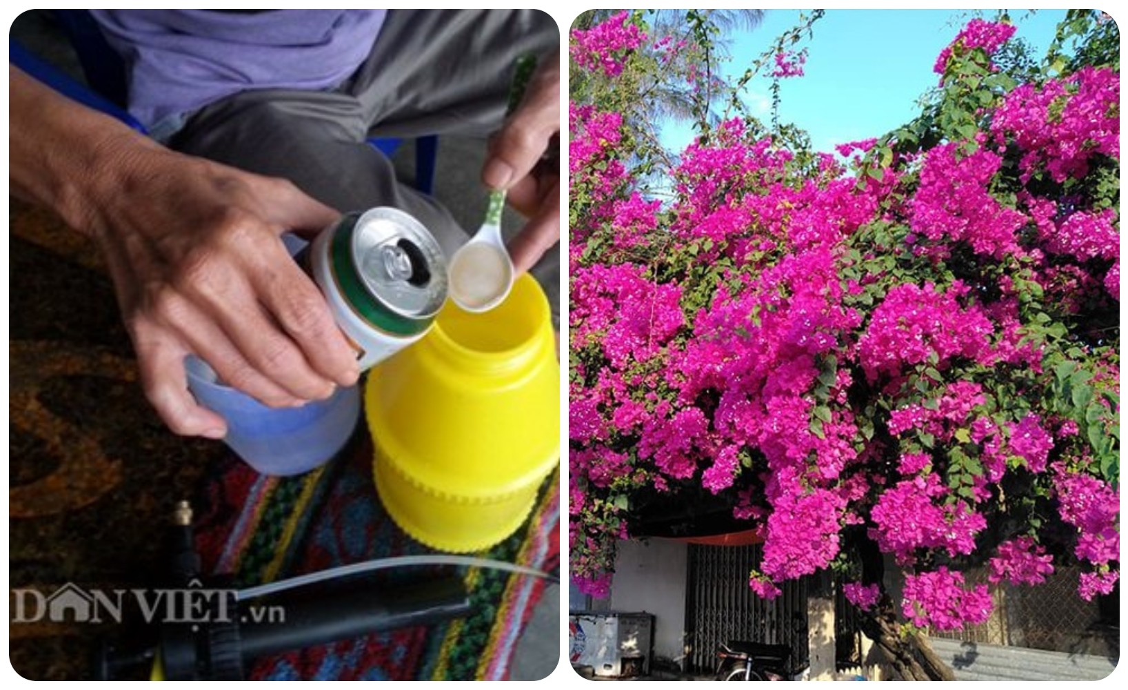 Tưới mãi nước lã bảo sao cây cảnh hoa giấy càng ngày càng còi, thêm vài giọt &quot;tiên dược&quot; này, hoa giấy ra quanh năm - Ảnh 3.