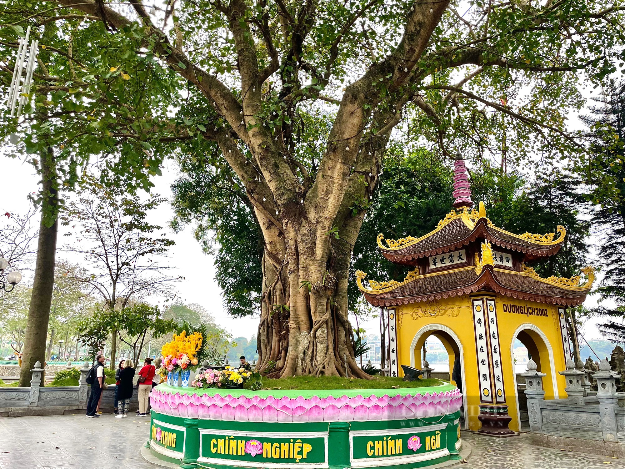 Chuyện giờ mới tiết lộ về cây cổ thụ nằm trong ngôi chùa cổ ở Hà Nội - Ảnh 2.