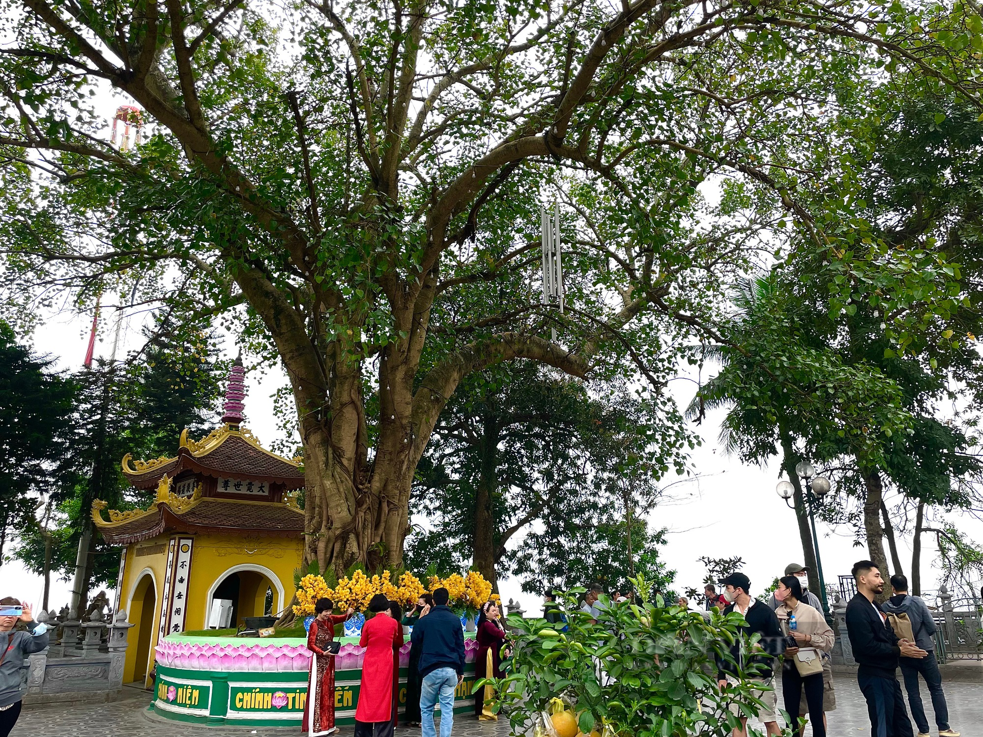 Chuyện giờ mới tiết lộ về cây cổ thụ nằm trong ngôi chùa cổ ở Hà Nội - Ảnh 3.