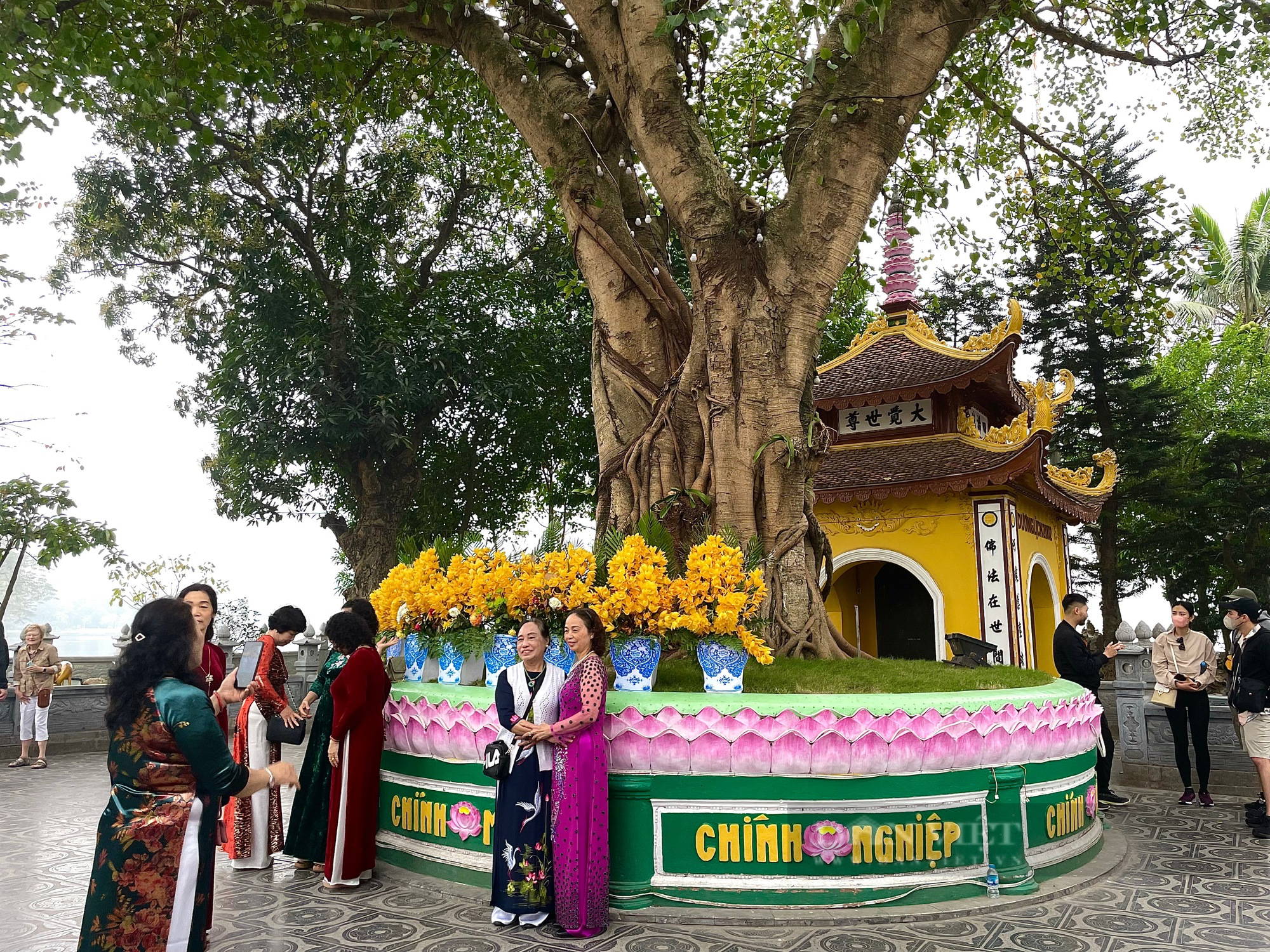 Chuyện giờ mới tiết lộ về cây cổ thụ nằm trong ngôi chùa cổ ở Hà Nội - Ảnh 6.