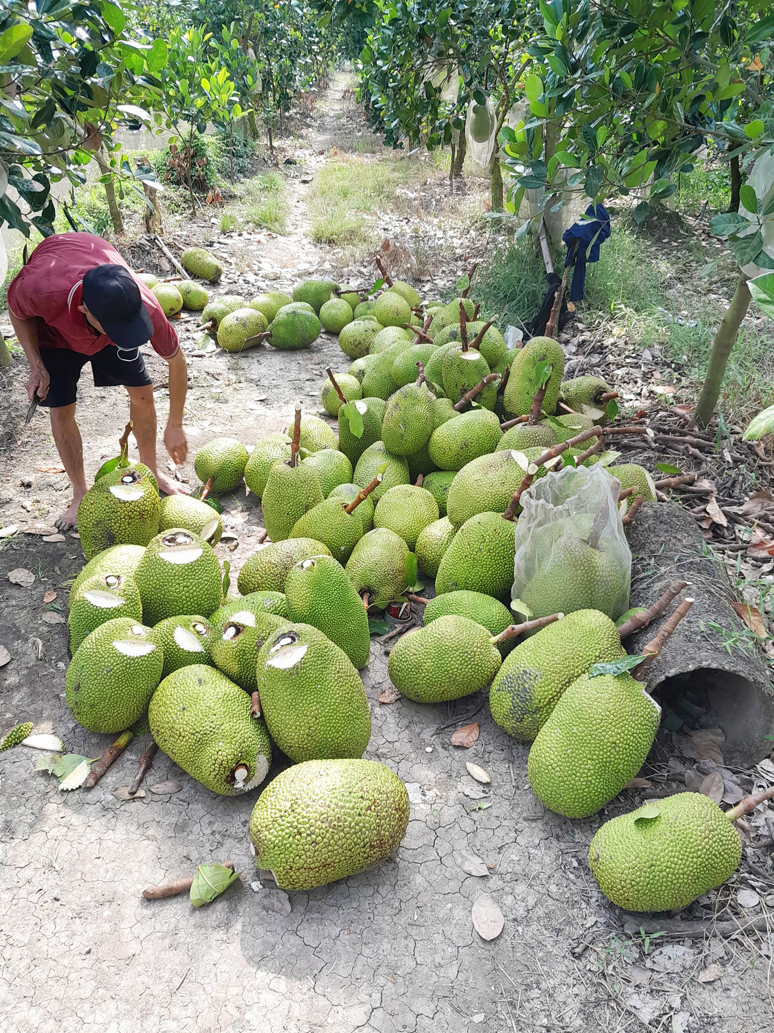 Giá mít Thái hôm nay 5/3: Giá mít Tiền Giang 48.000 đồng/kg, vựa mua hột mít Thái để làm gì? - Ảnh 1.