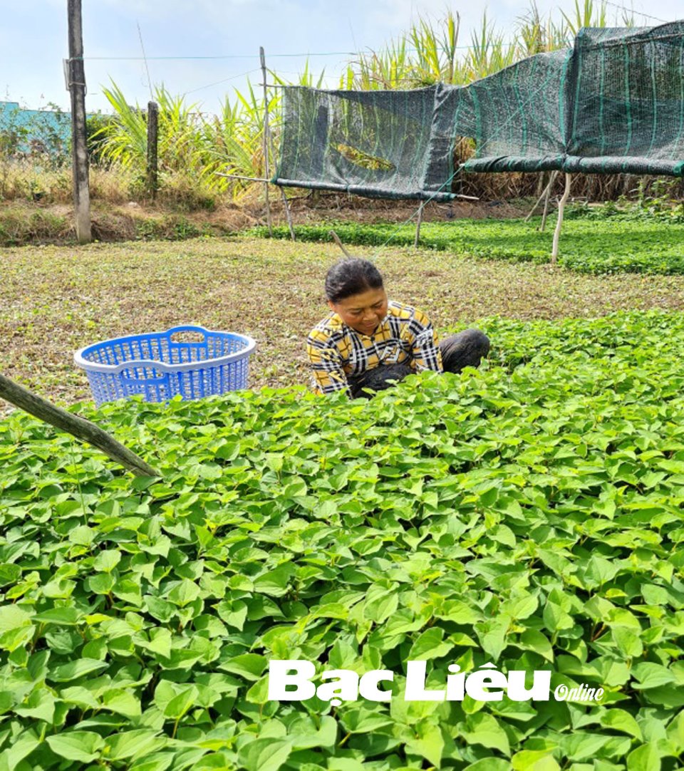 Trồng rau diếp cá tốt um ở Bạc Liêu hóa ra lại cho thu nhập khỏe re, một đám ruộng này kiếm hàng chục triệu - Ảnh 1.