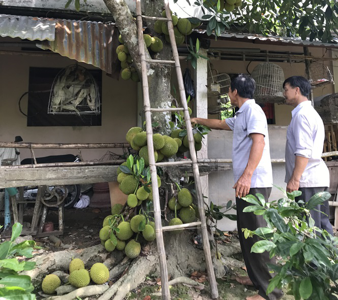 Cây mít của hiếm ở miền Tây ra trái từ gốc tới ngọn nằm lăn lóc như đàn lợn con, lên tới 200-300 trái - Ảnh 4.