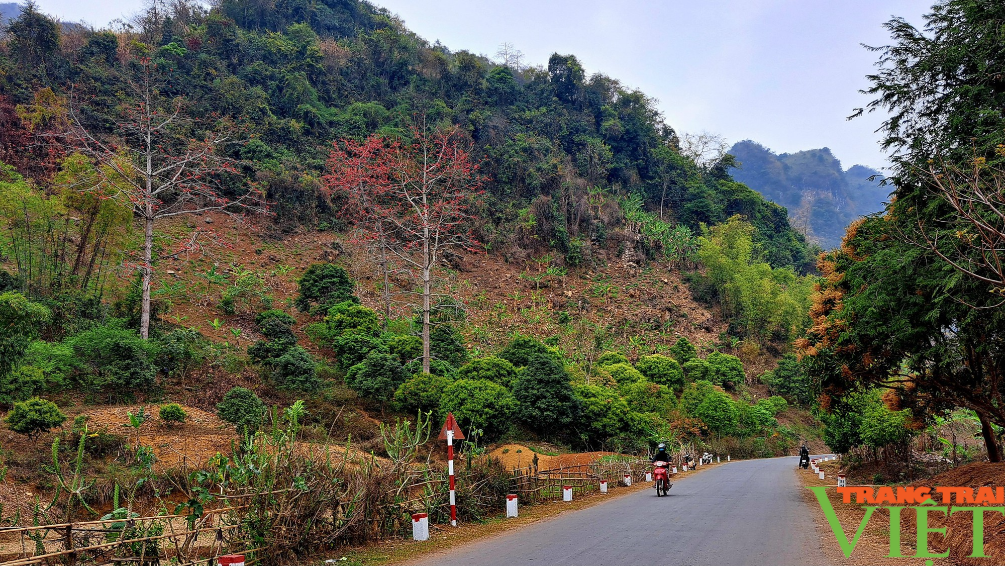 Hoa gạo nở đỏ rực nơi Tây Bắc - Ảnh 3.