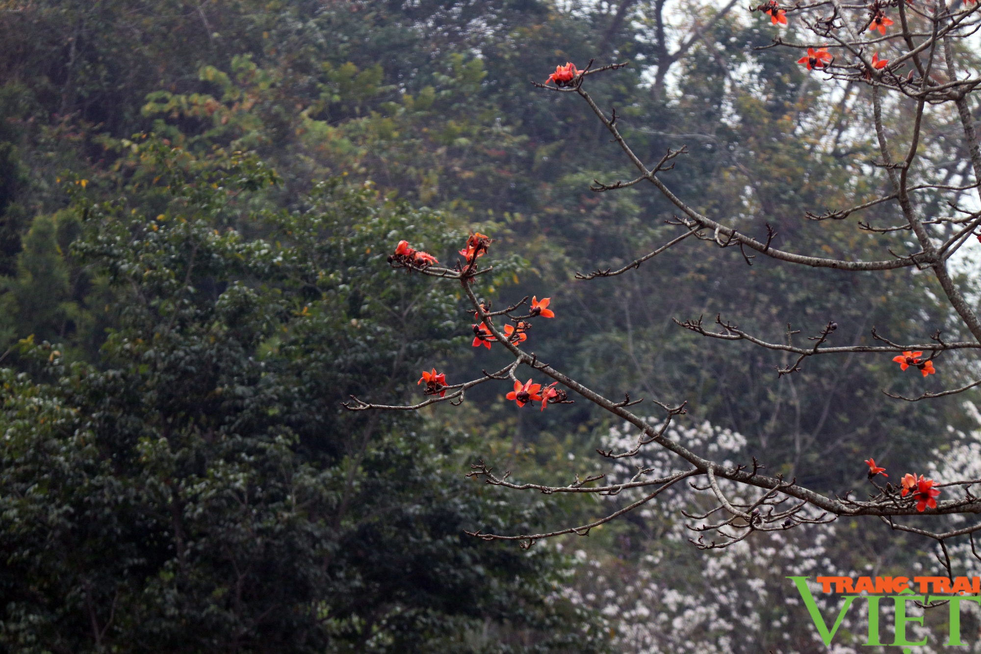 Ngắm hoa gạo nở đỏ rực nơi núi rừng Tây Bắc - Ảnh 9.