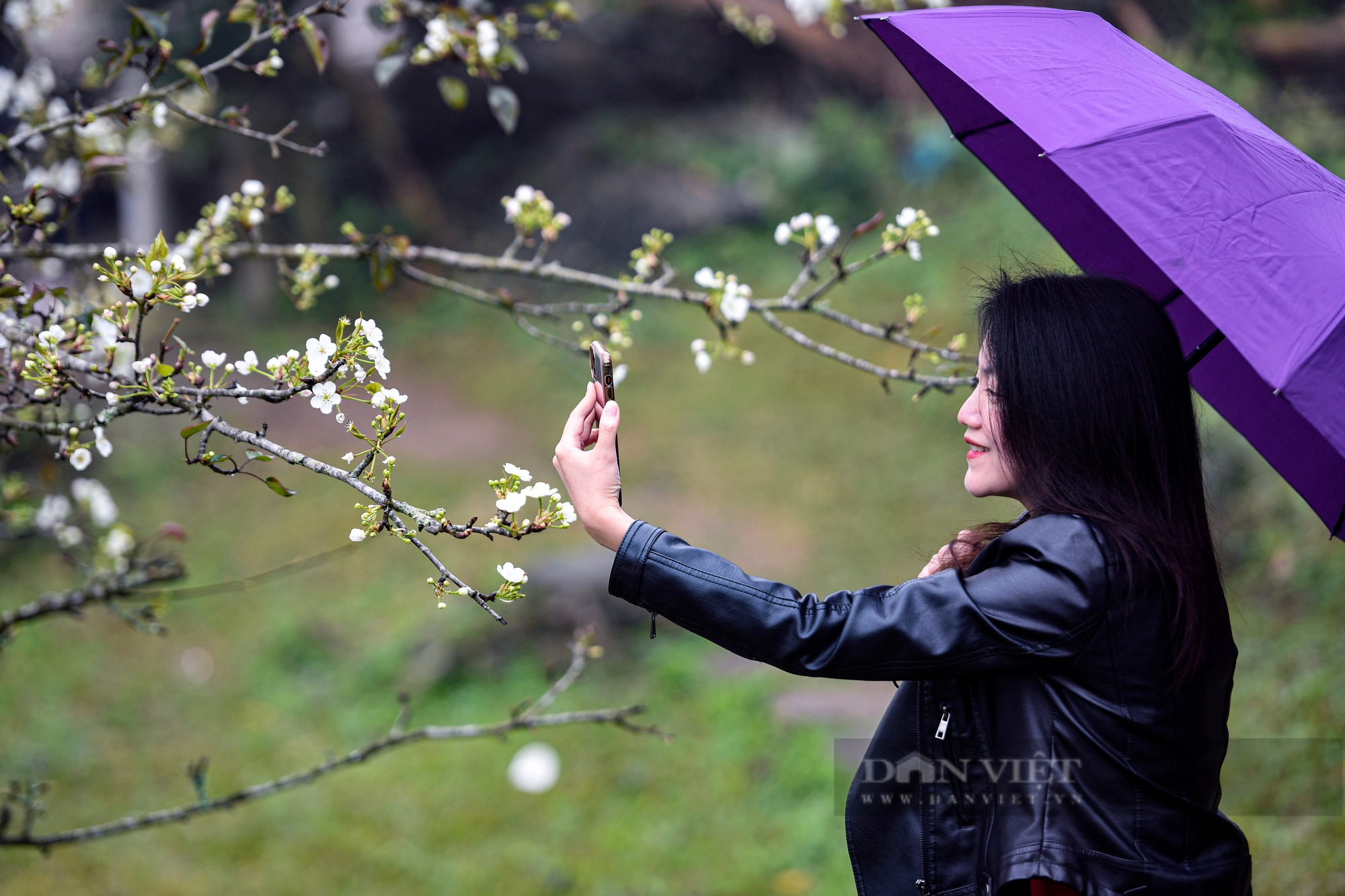 Hoa lê nở đẹp tựa dải pha lê, phủ trắng núi rừng Tuyên Quang - Ảnh 6.