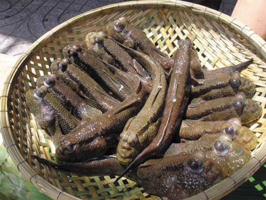 Hội viên, nông dân xã Đất Mũi ở Cà Mau làm du lịch cộng đồng đăng ký tham gia mô hình nuôi cá đặc sản - Ảnh 2.