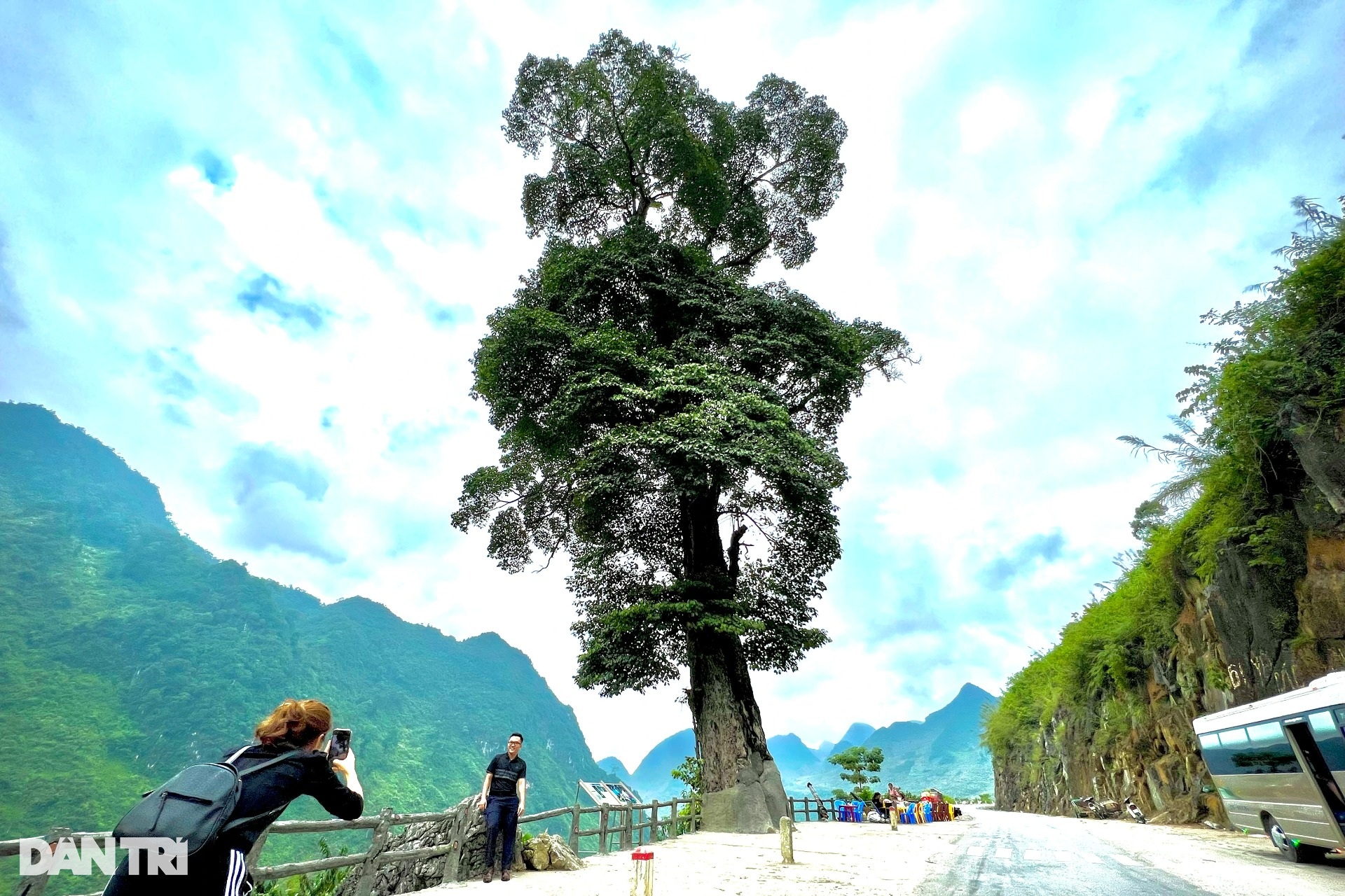 Ở Hà Giang có một trong những &quot;cây cô đơn&quot; đẹp nhất Việt Nam có tuổi đời 250 năm, 5 người ôm không xuể - Ảnh 1.