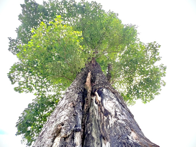Ở Hà Giang có một trong những &quot;cây cô đơn&quot; đẹp nhất Việt Nam có tuổi đời 250 năm, 5 người ôm không xuể - Ảnh 3.