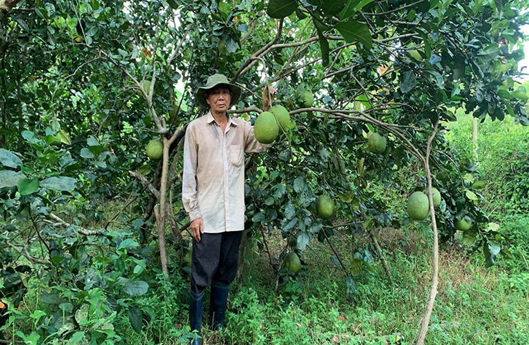Trồng trái cây theo kiểu nay ở Phú Yên, vườn đã đẹp, trong lành mà quả bán ra ai cũng mê - Ảnh 1.