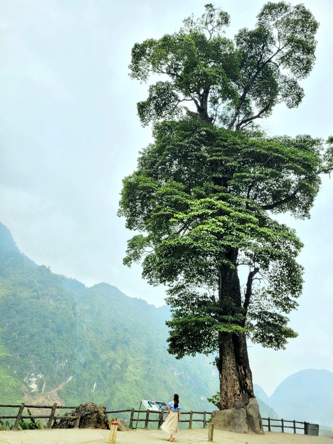 Ở Hà Giang có một trong những &quot;cây cô đơn&quot; đẹp nhất Việt Nam có tuổi đời 250 năm, 5 người ôm không xuể - Ảnh 7.