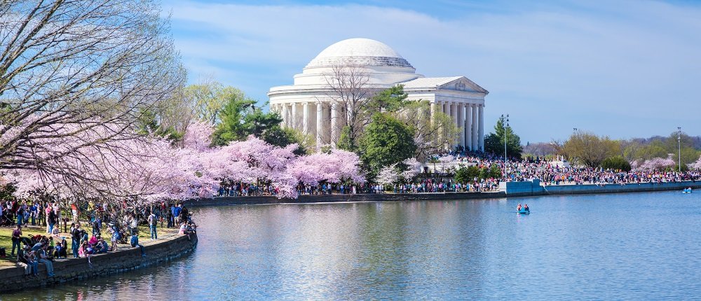 Mỹ: Lễ hội Hoa anh đào Washington trở lại, thu hút khoảng 1,6 triệu du khách - Ảnh 2.