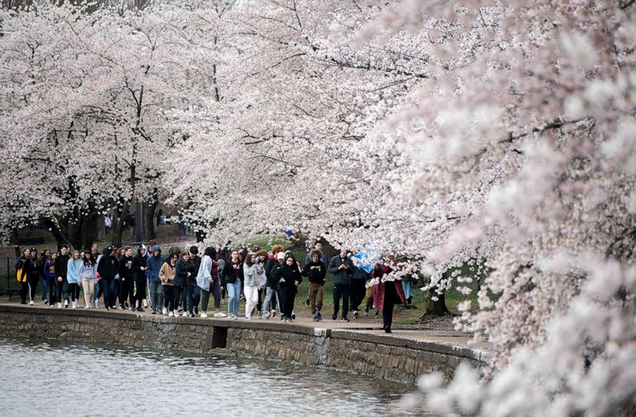 Mỹ: Lễ hội Hoa anh đào Washington trở lại, thu hút khoảng 1,6 triệu du khách - Ảnh 3.