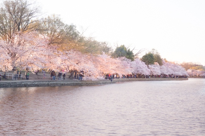 Mỹ: Lễ hội Hoa anh đào Washington trở lại, thu hút khoảng 1,6 triệu du khách - Ảnh 5.