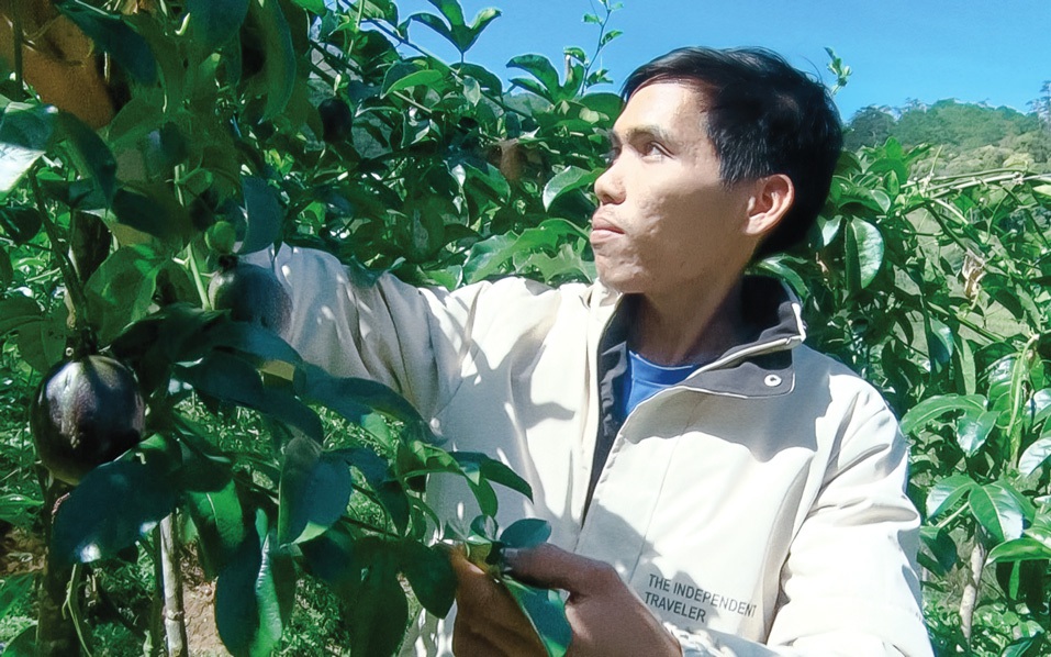 Cũng là trồng chanh dây đâu có gì là lạ, nhưng sao anh nông dân ở Lâm Đồng hái trái thương lái khoái mua?