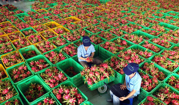 Hướng đi mới, bền vững cho thanh long và trái cây ở Bình Thuận - Ảnh 4.