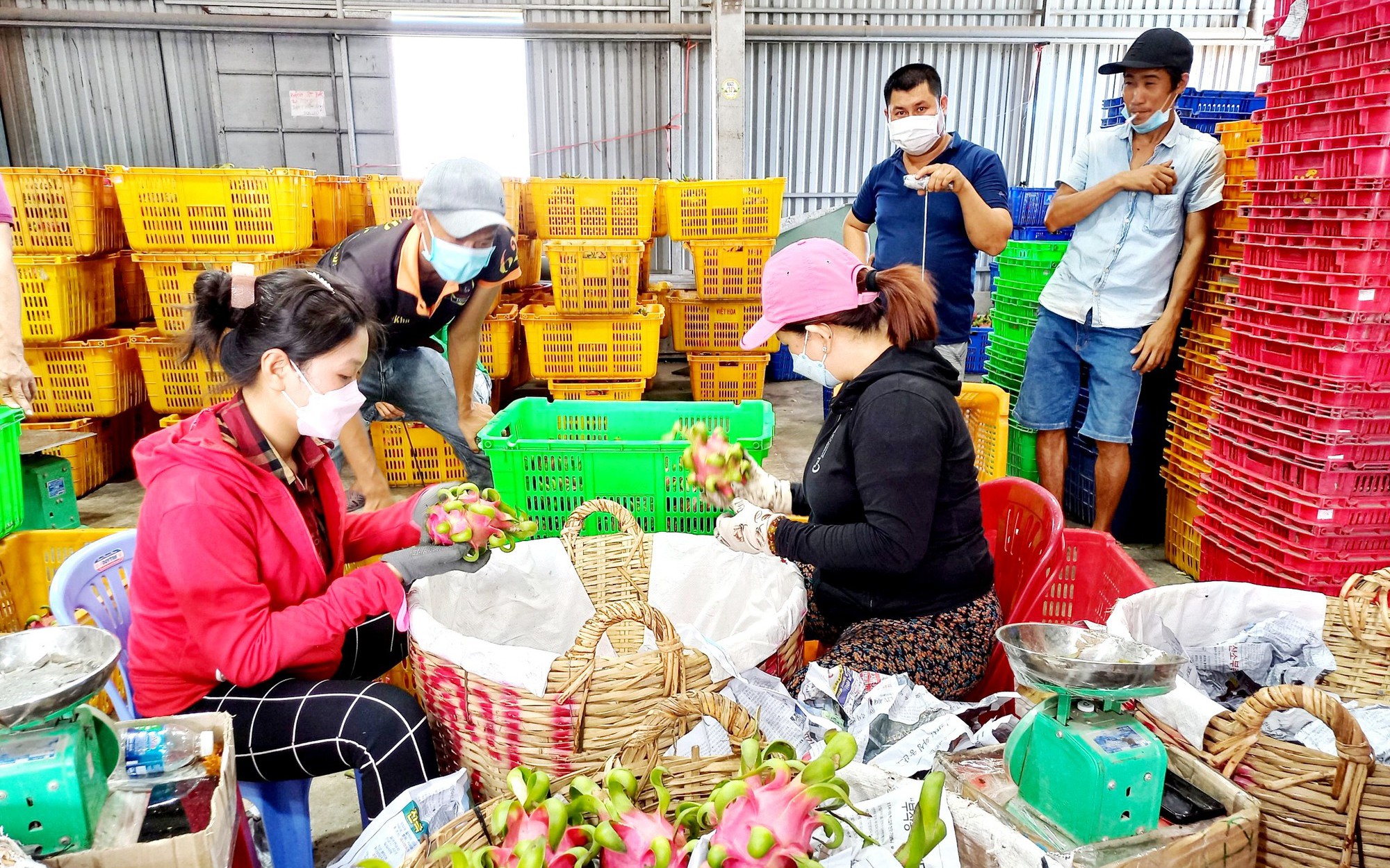 Long An: Phương pháp mới trồng thanh long giúp đưa trái đặc sản này bán ngon lành vào thị trường khó tính