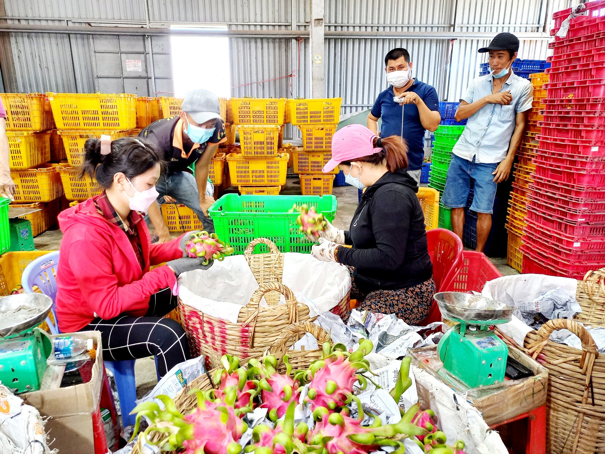 Phương pháp mới trồng thanh long giúp nông dân đưa sản phẩm vào thị trường khó tính - Ảnh 4.