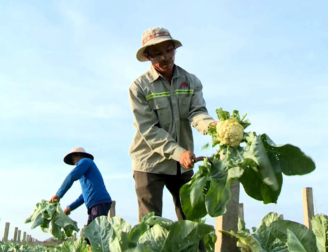 Trồng bông cải trắng đồng, nông dân Long An nói nhanh thu được tiền - Ảnh 2.