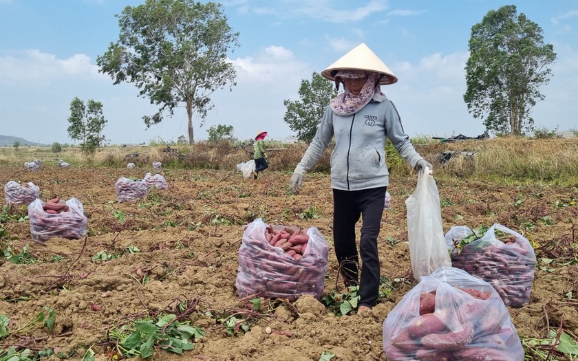 Đào vô số thứ củ ngon này lên bán, bất ngờ nghe nông dân Gia Lai nói câu quen quen, được giá mất mùa